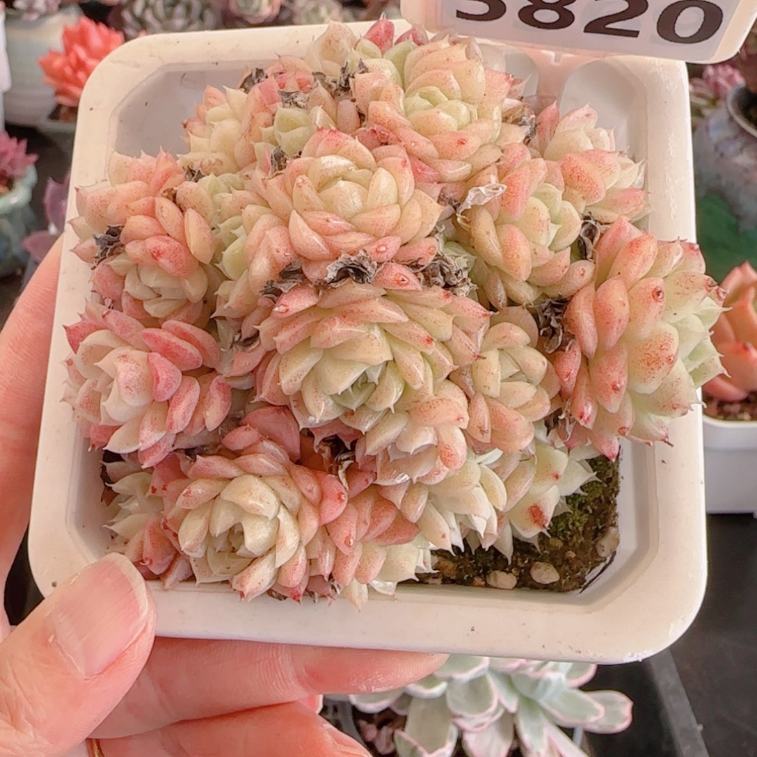 多肉植物5820…………….