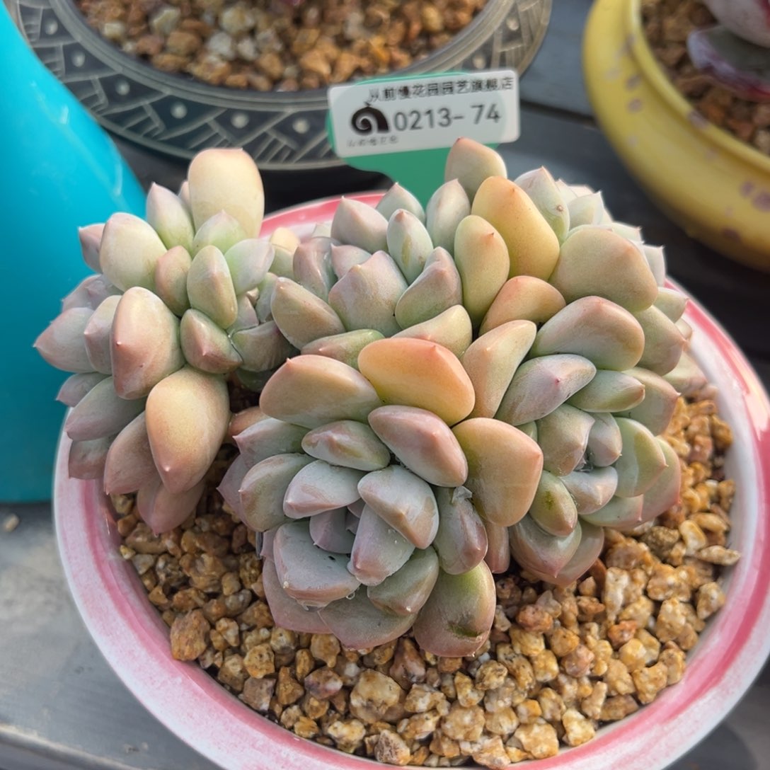 从前慢多肉精选编号0213.74