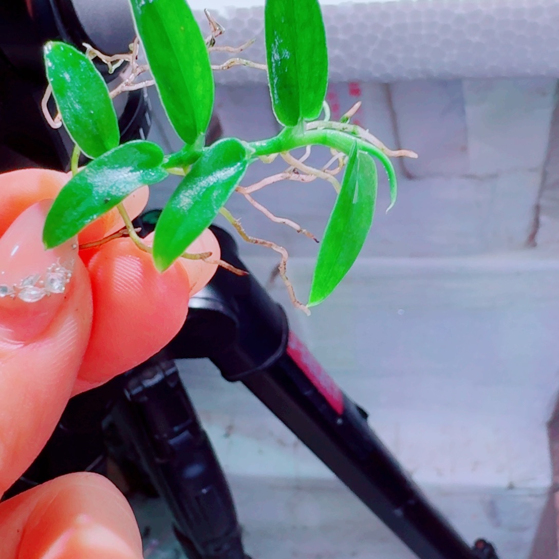 无花朵辣椒福利25号一头