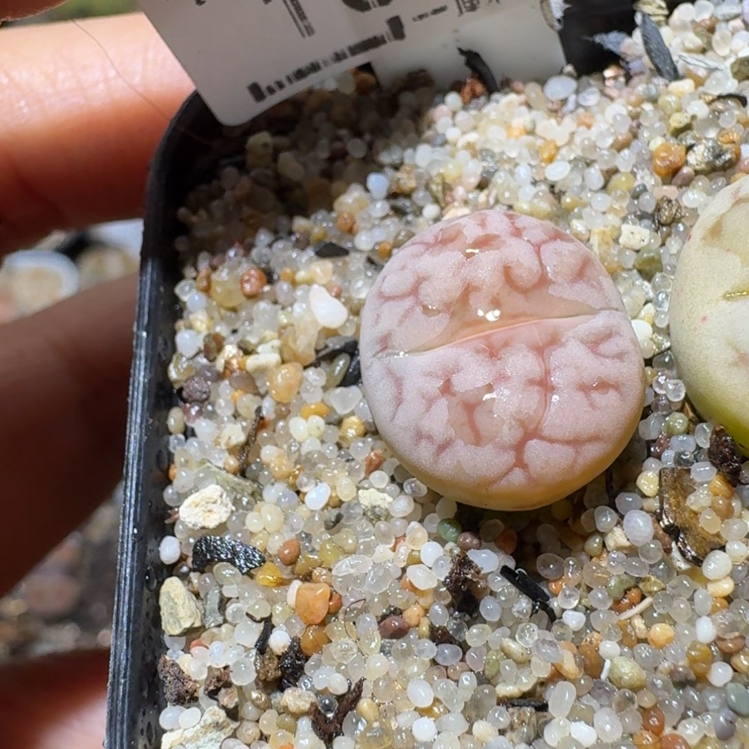 寒***梅Sss高货清仓了1093