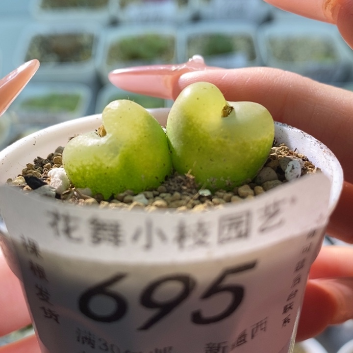 695哦泡双头11111111111111111111