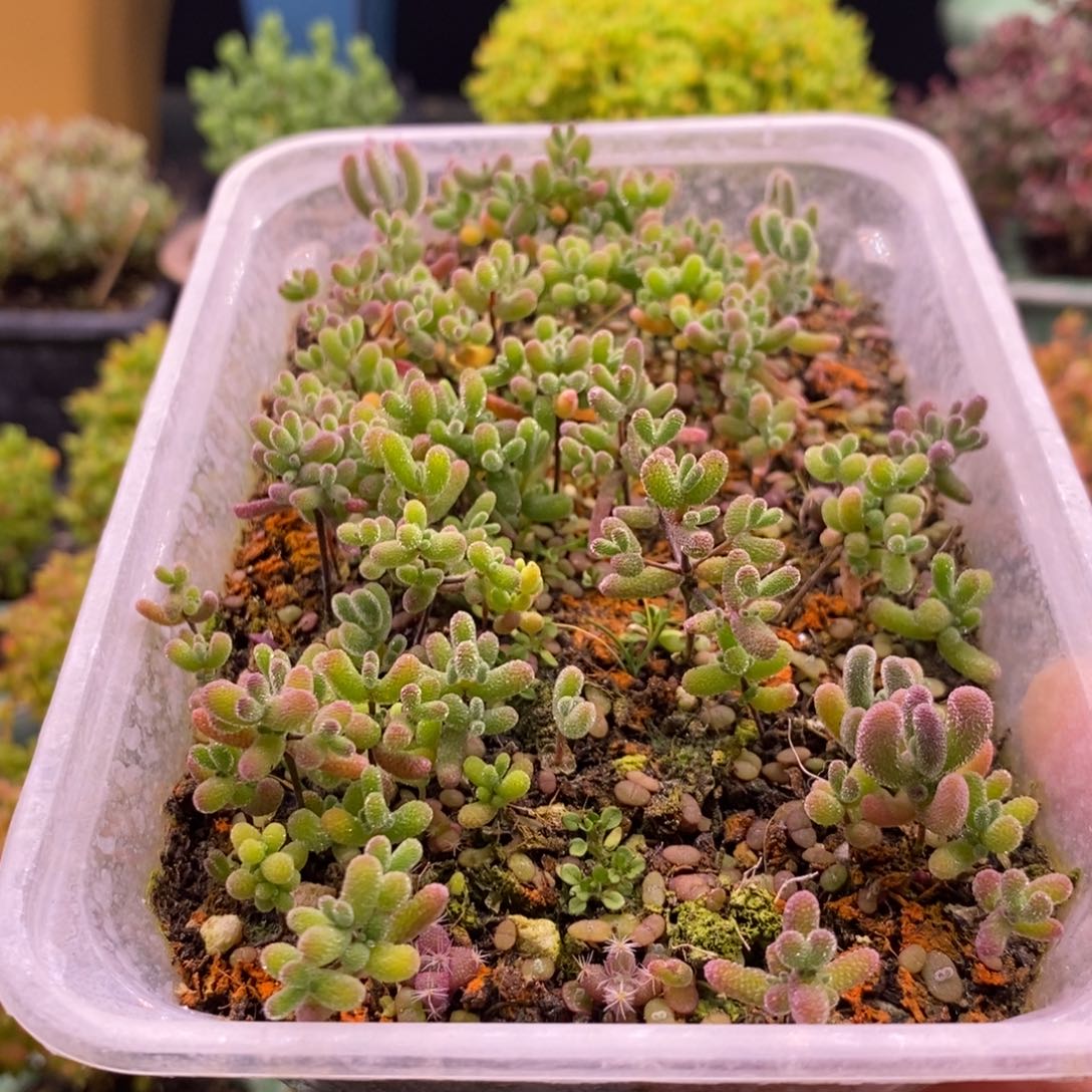 L****）142混合小苗。     