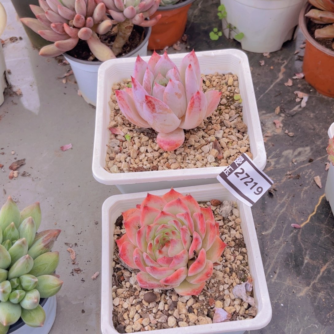 两颗多肉植物27219