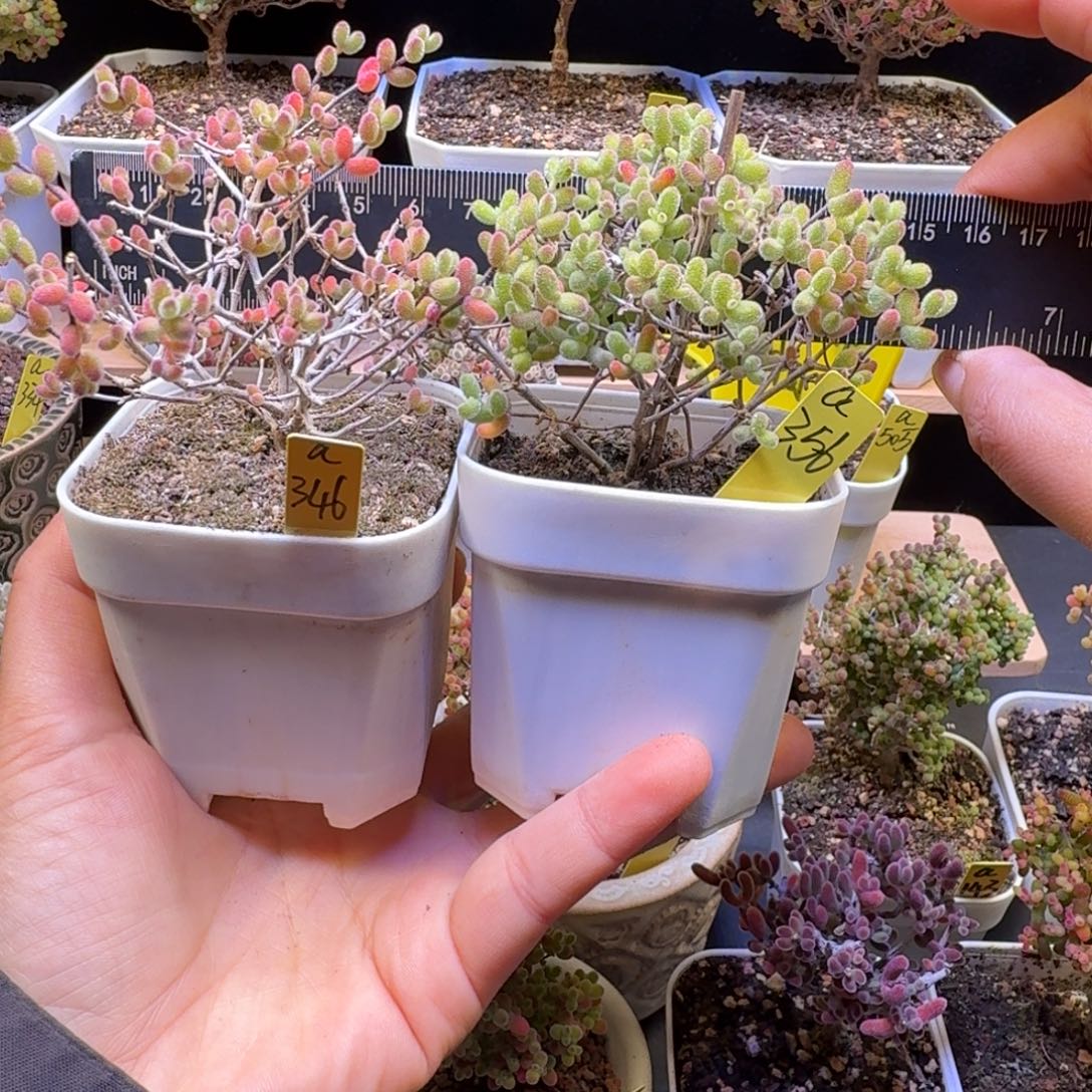 可***xa346a356号两棵冰糖