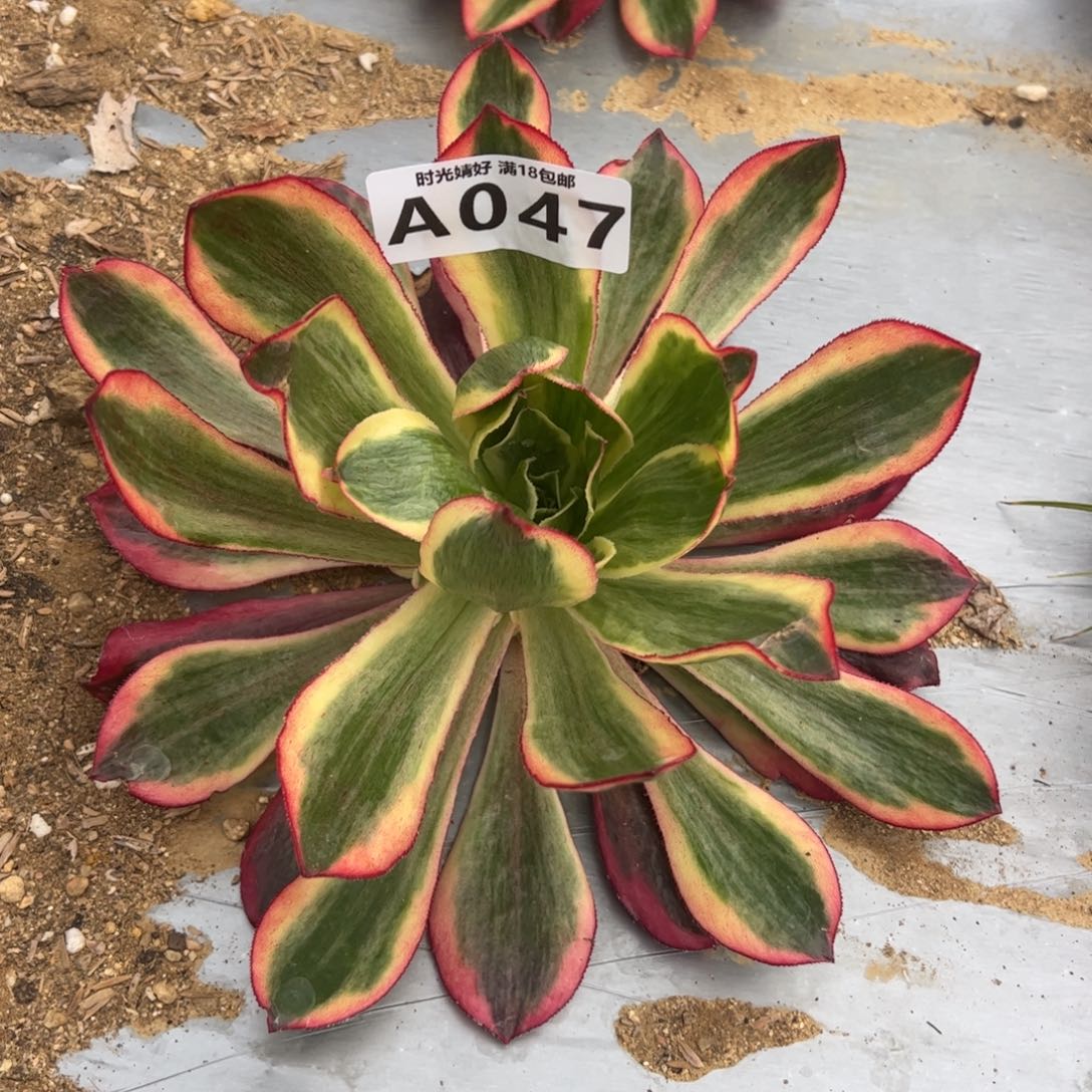 047魅影多肉植物