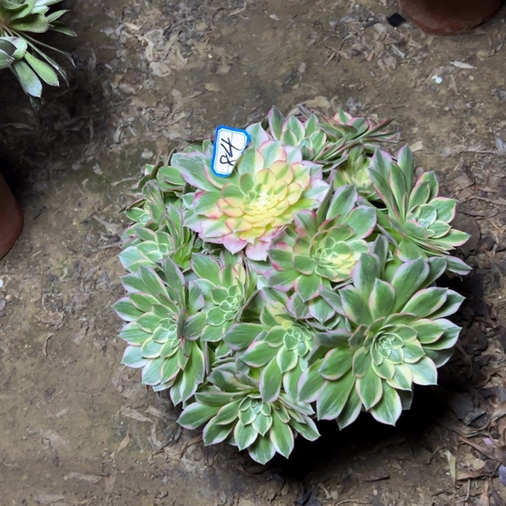 多肉植物海鲜法师84