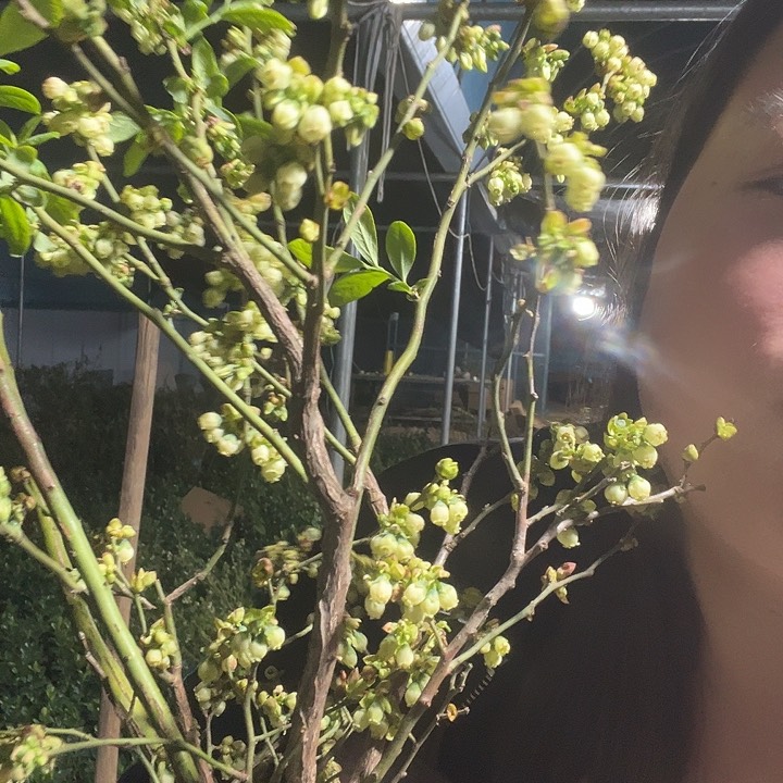 全部花苞花香25带花苞