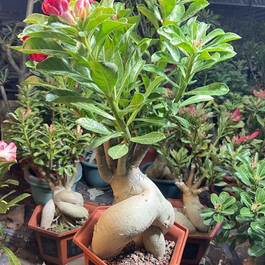 沙漠玫瑰潘月带盆