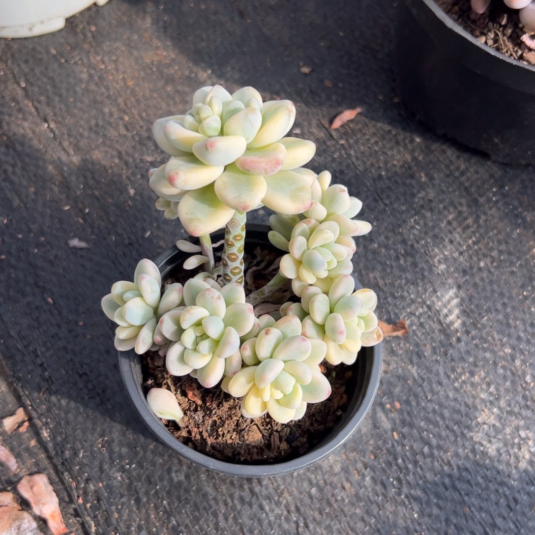 多肉多头劳尔锦【非偏远满18包邮】