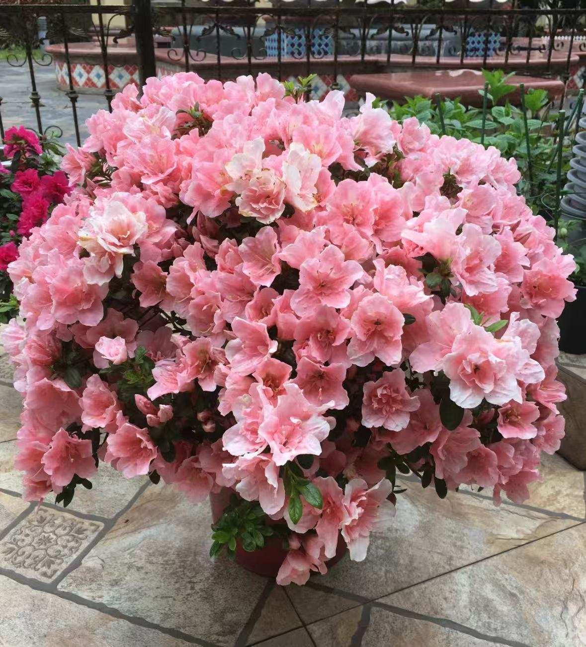 【李先生】杜鹃花（小桃红）盆栽带花苞四季开花好养易活室内外花卉