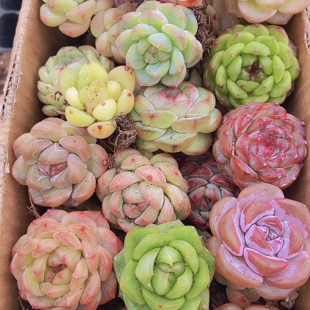 00000000001量拍保底20颗