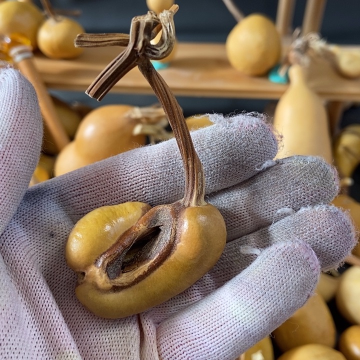 苝*葫芦葫芦真的