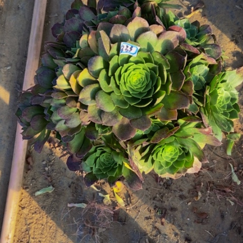 绿体万圣节多肉植物33多肉