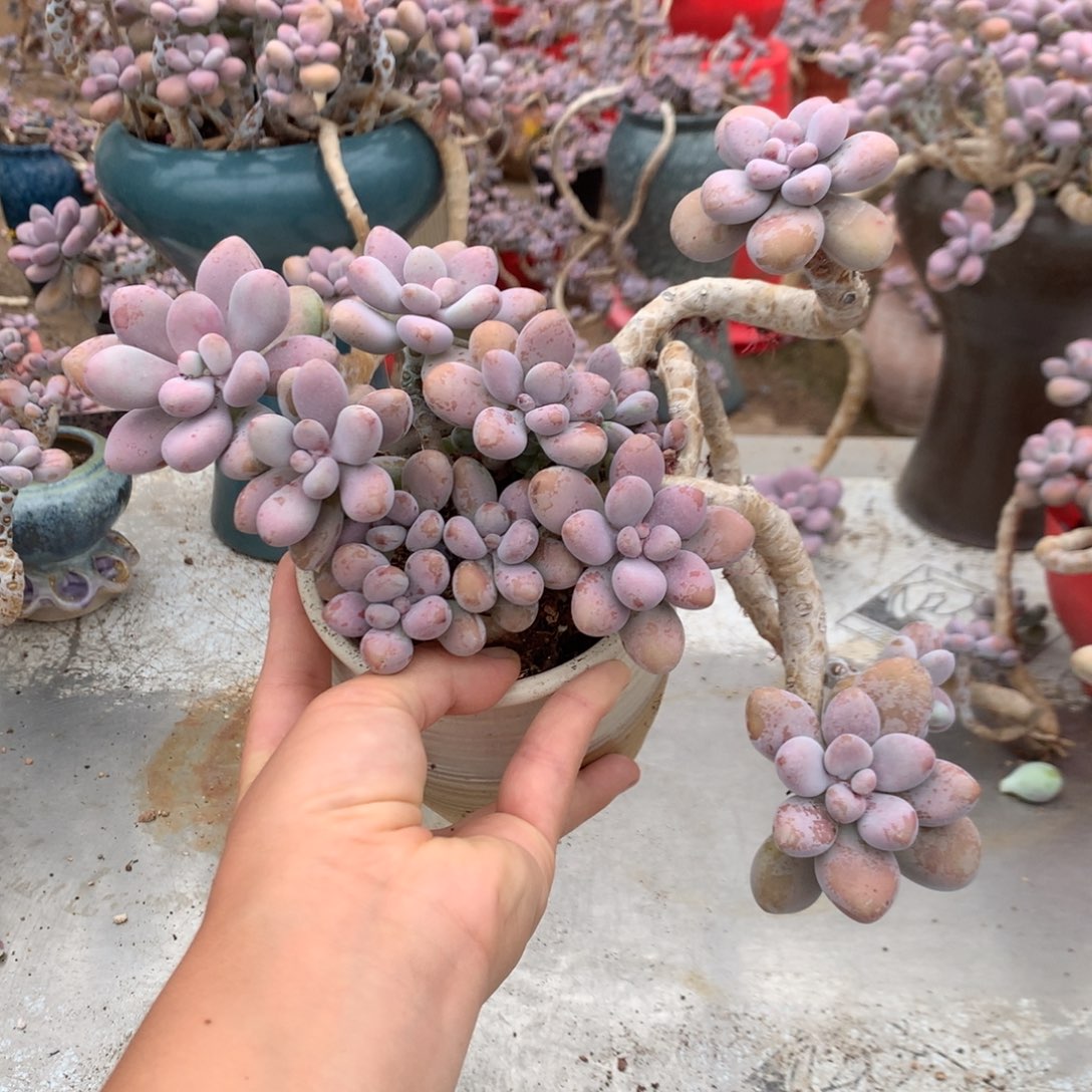 桃蛋老桩不带盆12号