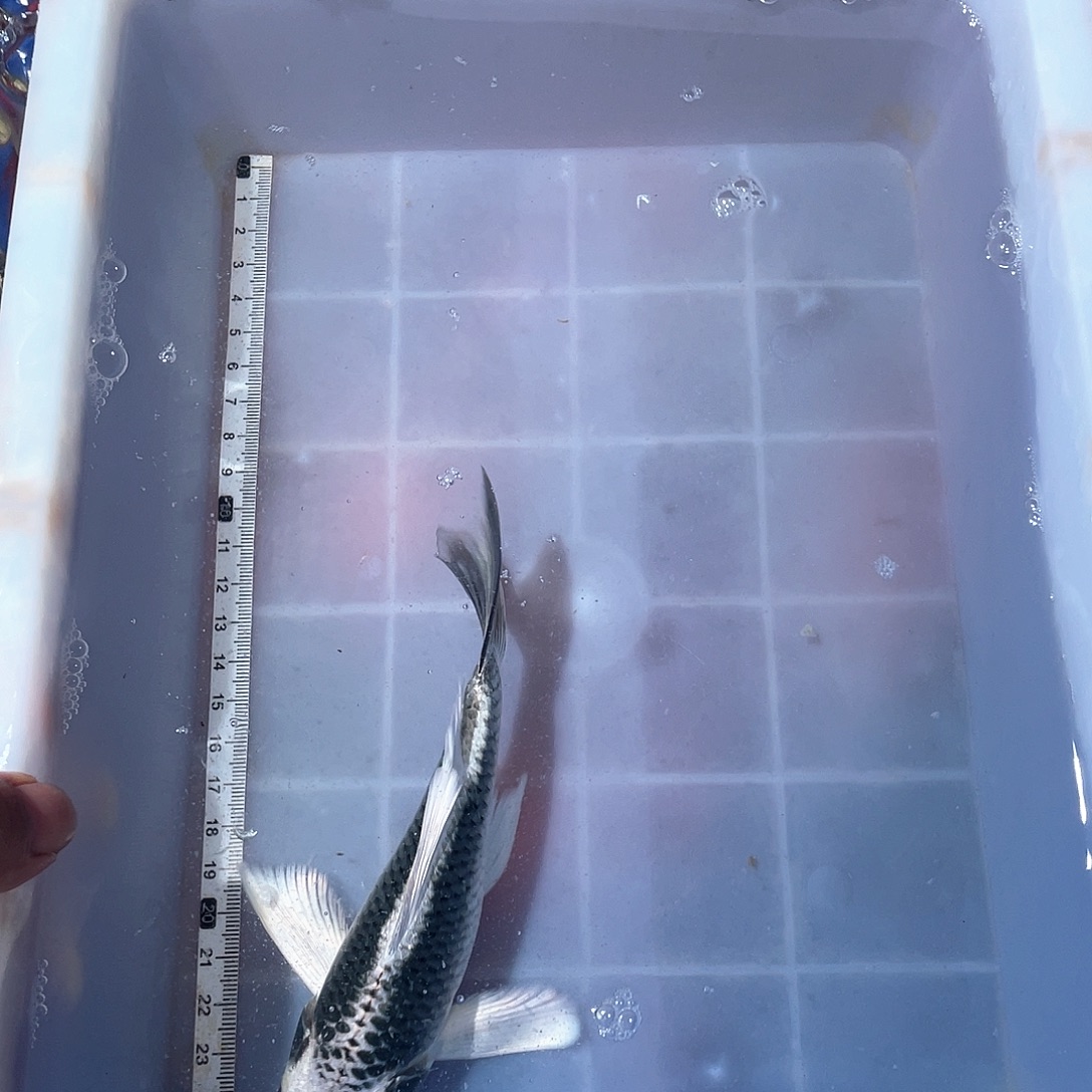 蝴蝶鲤渔场直发77