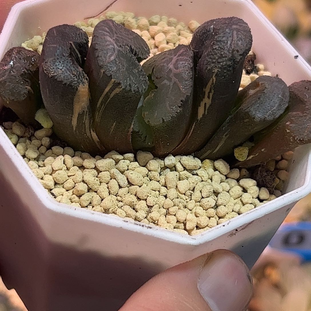 火山玉扇锦十二卷多肉