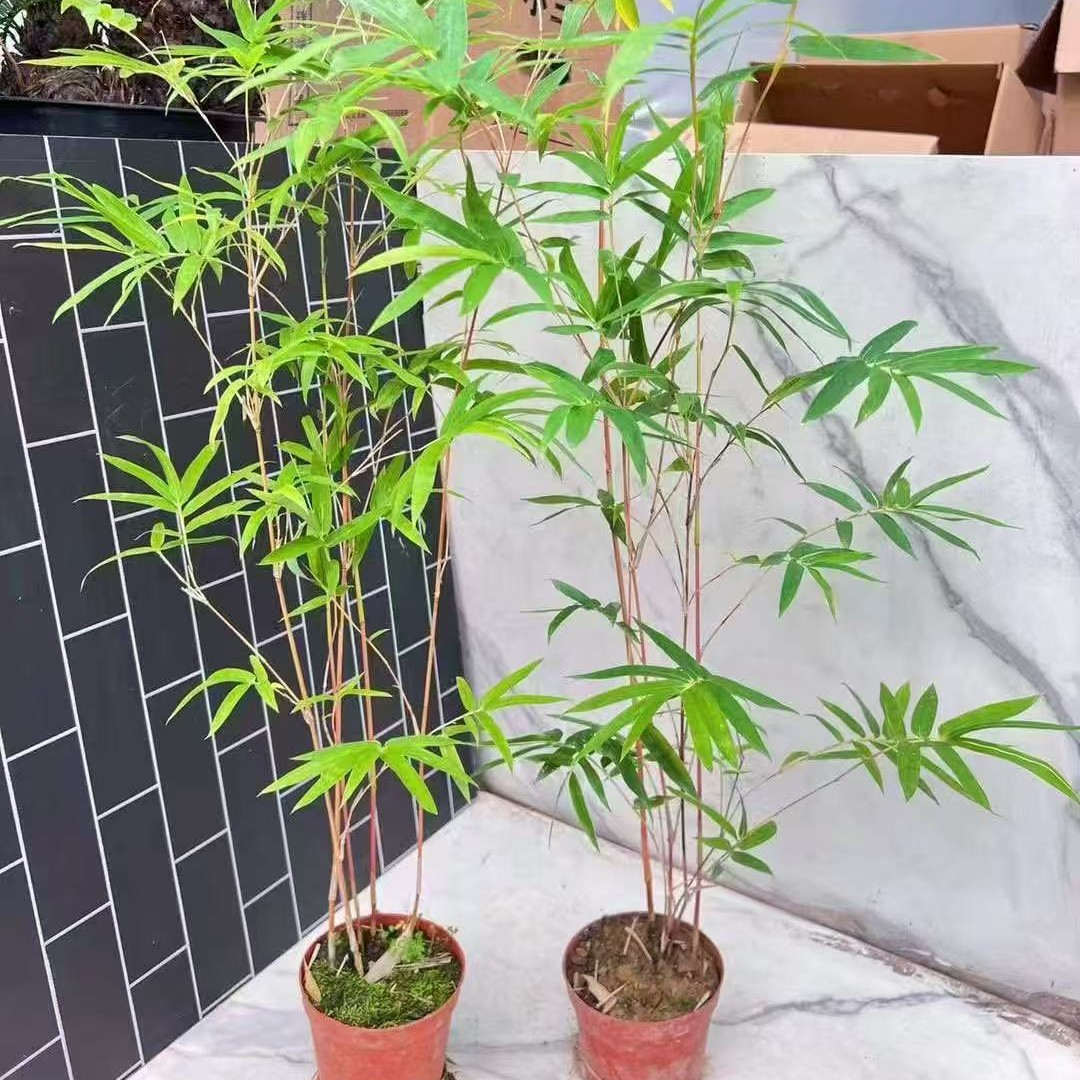 红杆观音竹室内耐阴好养绿植盆栽适合桌面书房茶室装饰