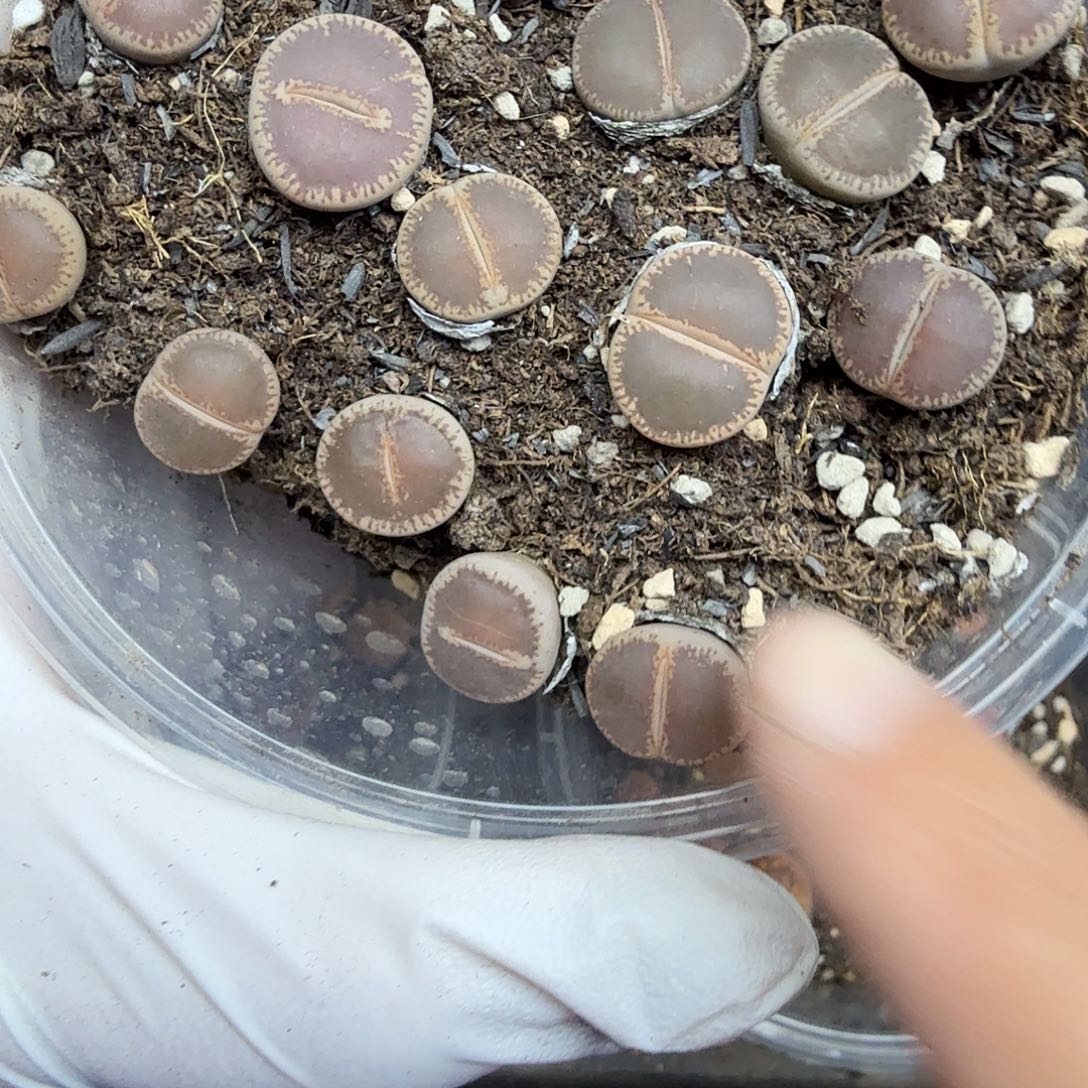 我不晓得咋搞诶噢啊654