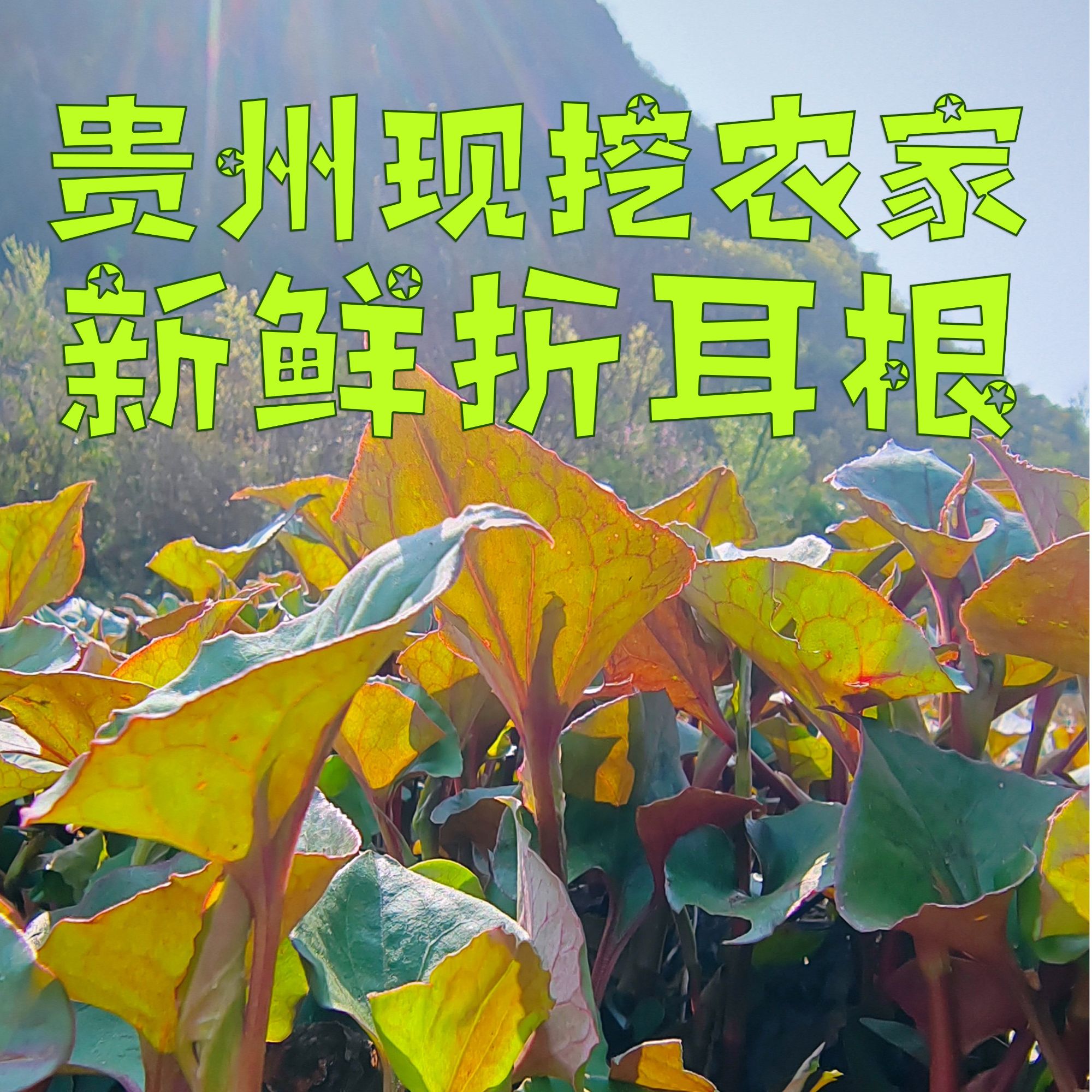 贵州农家高山红叶折耳根鱼腥草无叶泡沫箱