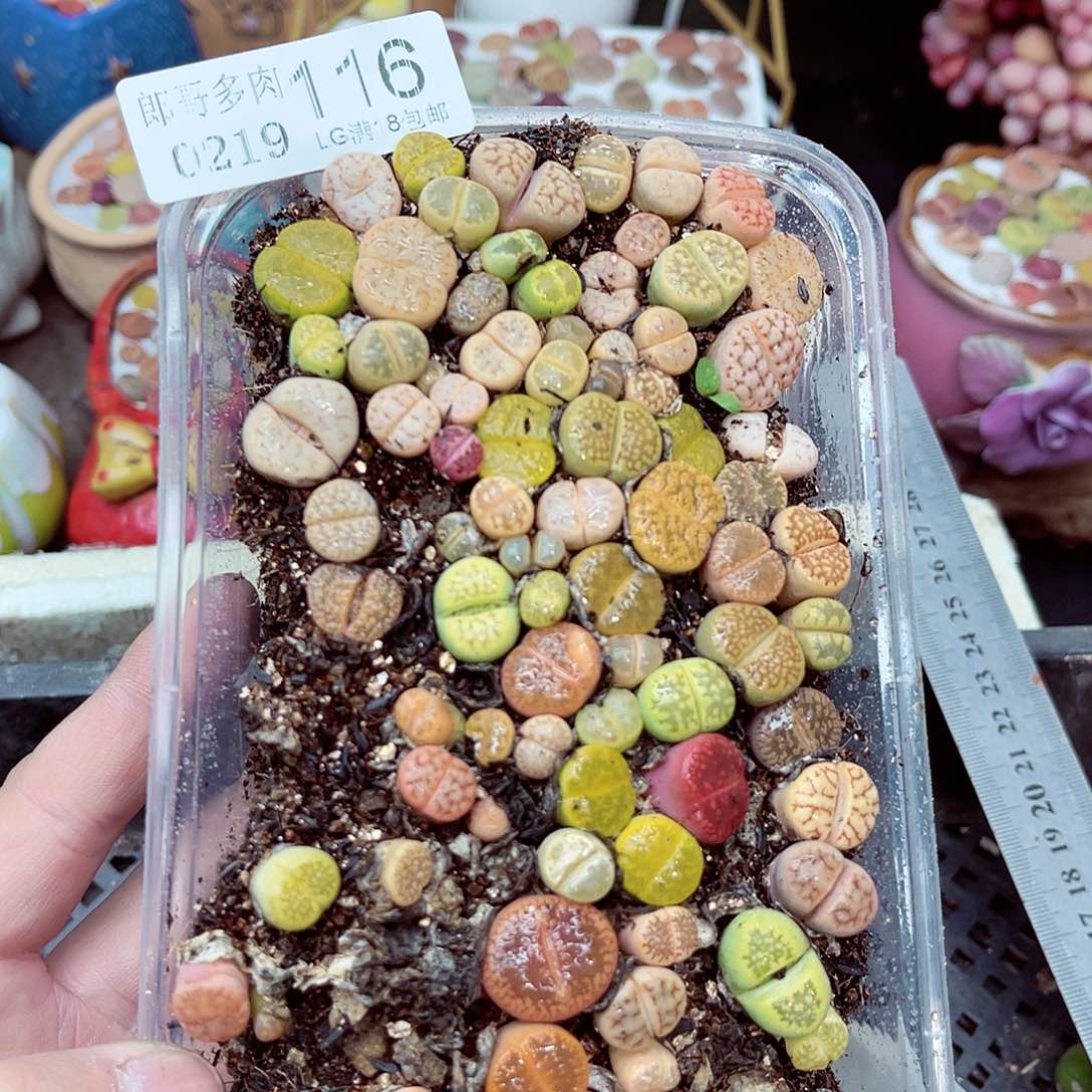 郎哥多肉生石花19-116