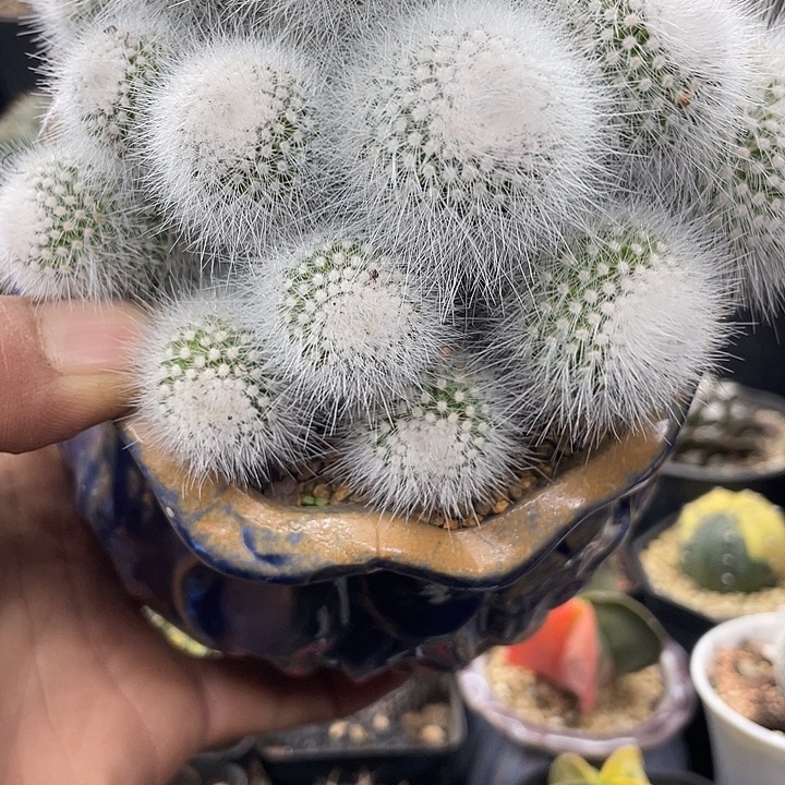 白小丁超大群一颗包邮