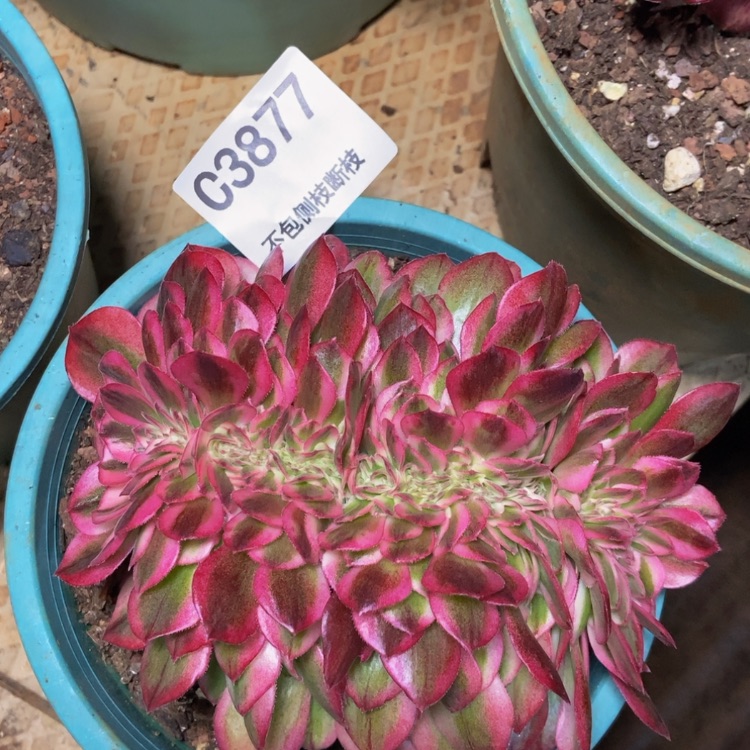 【闪购商品】3877倾城缀多肉