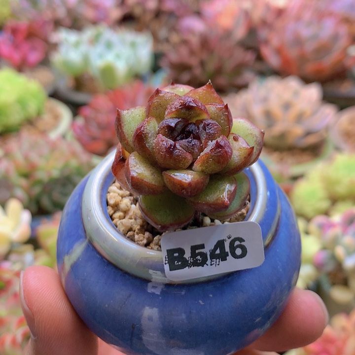 一物一拍含盆土满38包邮B546