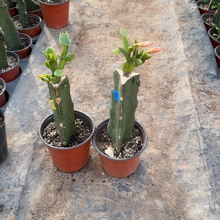 611+939嫁接蟹爪兰：1795+索菲亚（1795无花苞）