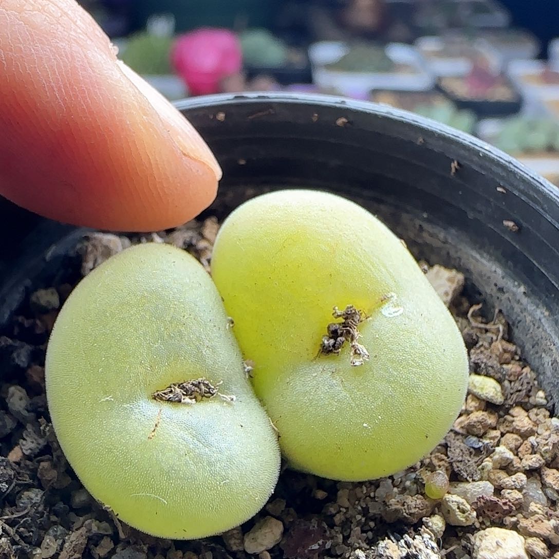 脱土年后发货23544