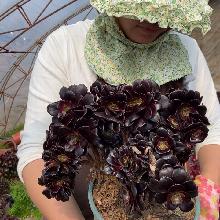 070欧紫缀化朵朵老桩