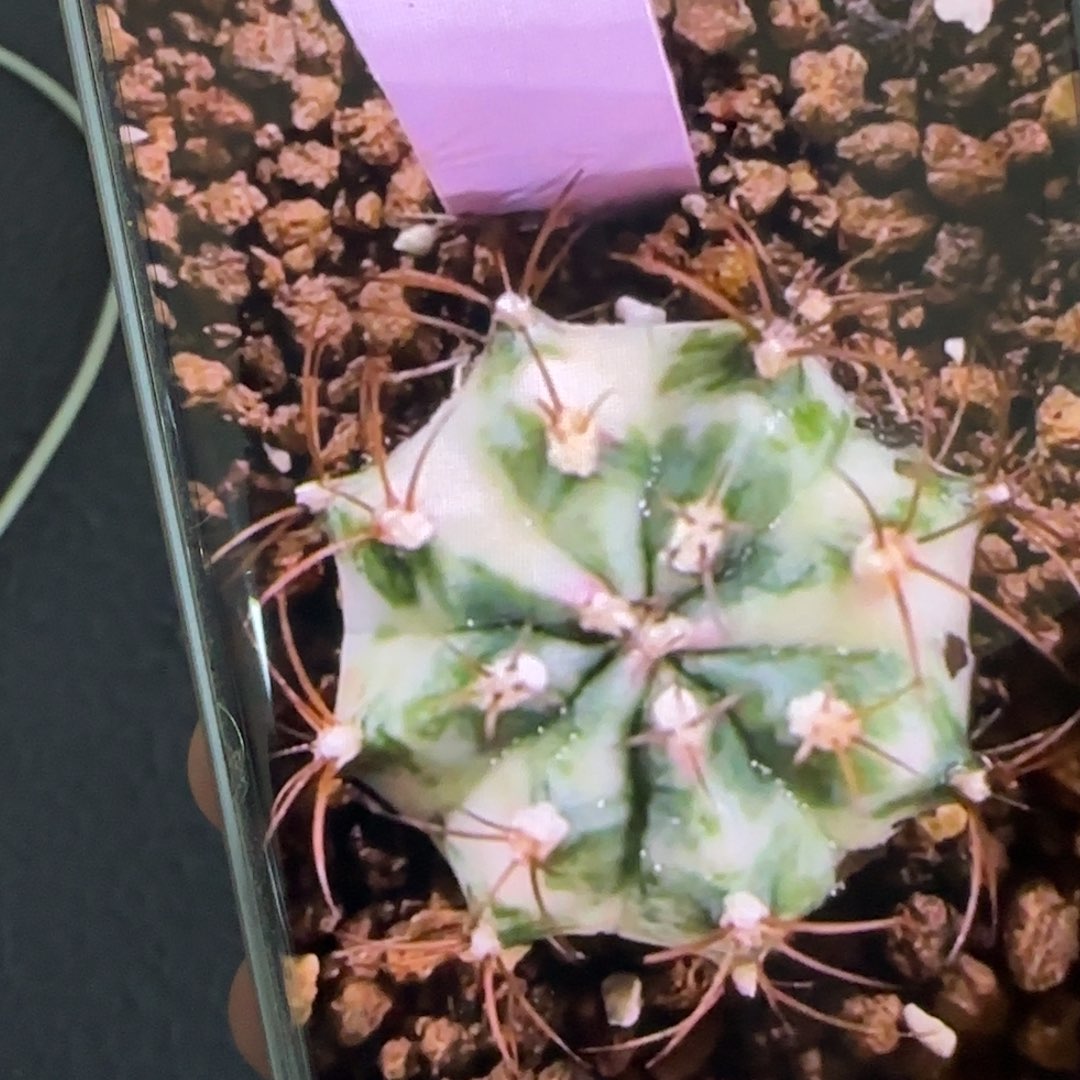 63-0215tika泰国发货多肉