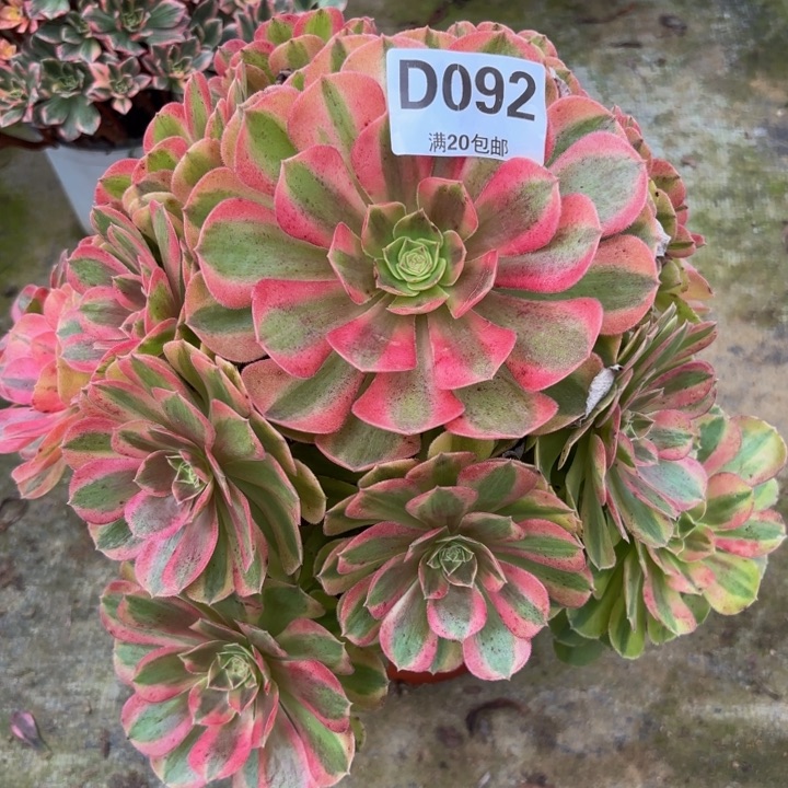 瑞妈多肉植物092.