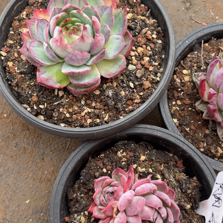 多肉植物周周姐寄养