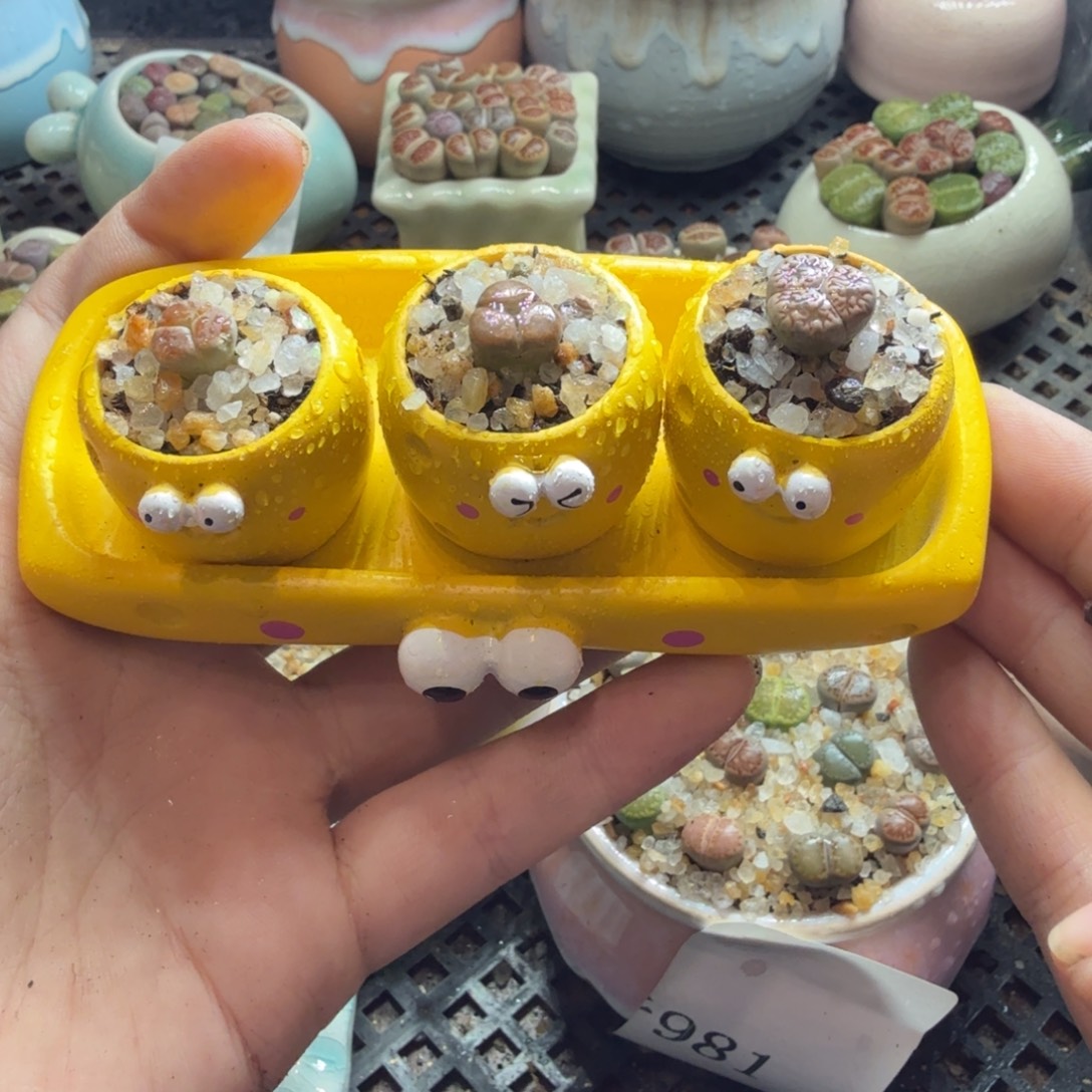 多肉植物的生长发育和512