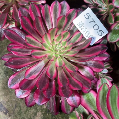 黑桐多肉多肉5705