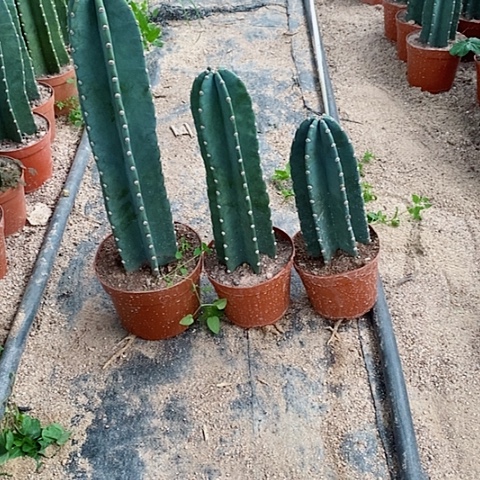 無****明25+35+45公分原盆发货量天尺