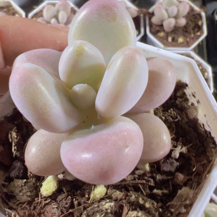 密多丽精品多肉植物大战