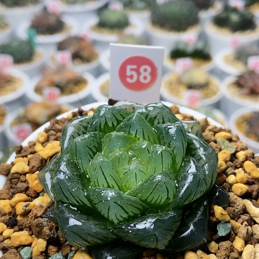 【闪购商品】58龙鳞