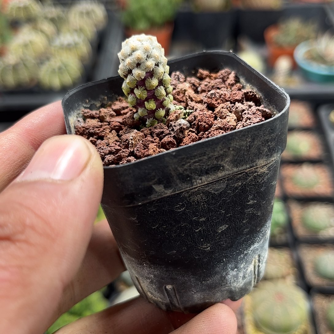 戴斯油单头发货单头