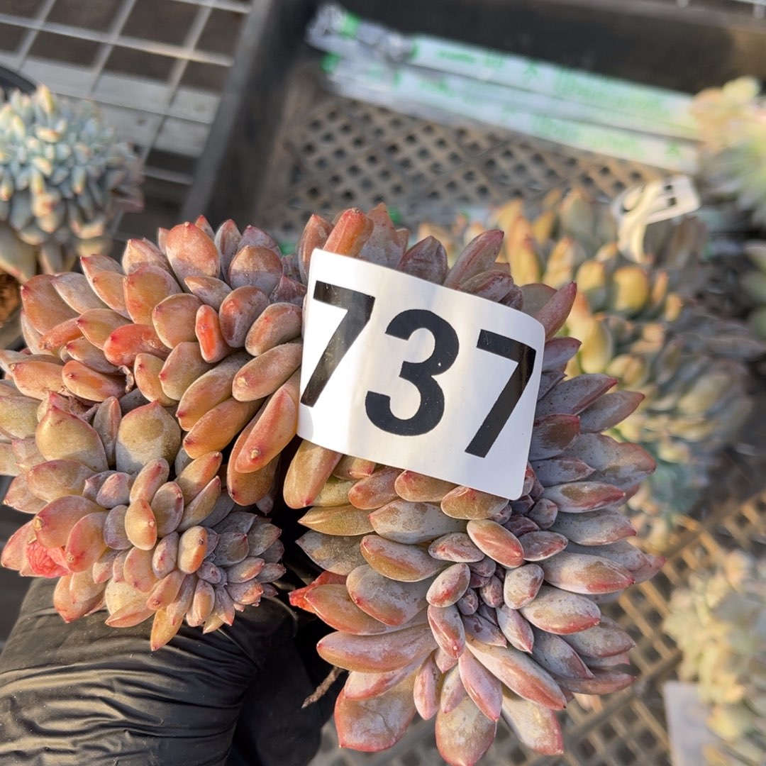 737高588888888888888