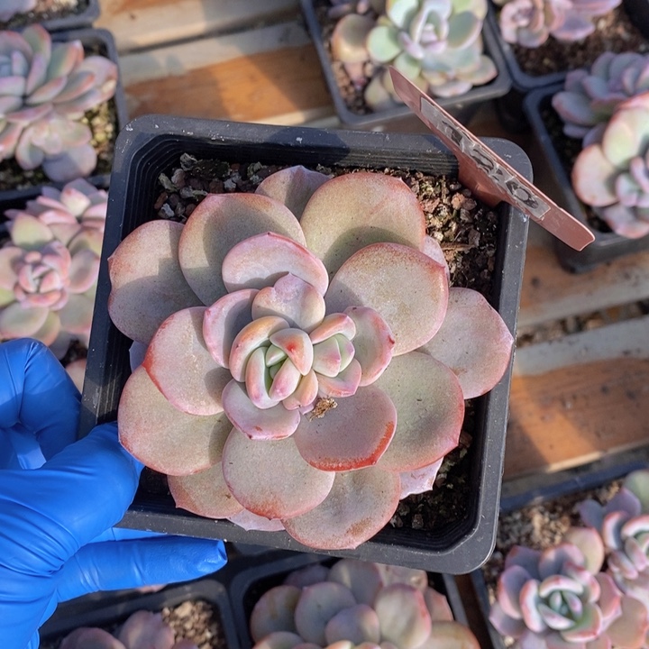 洛***缇120奶茶一颗111111