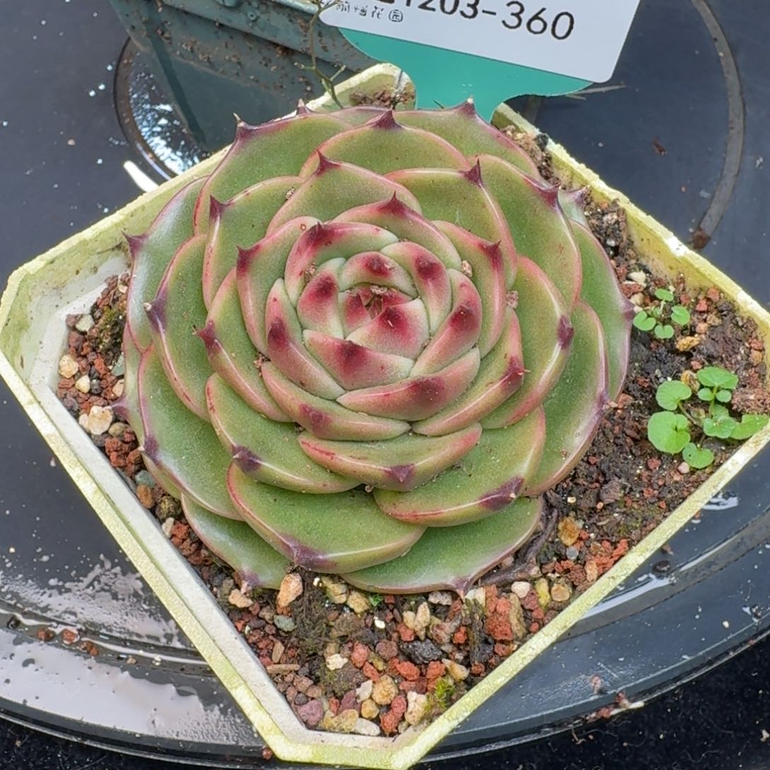 从前慢多肉精选编号1203.360