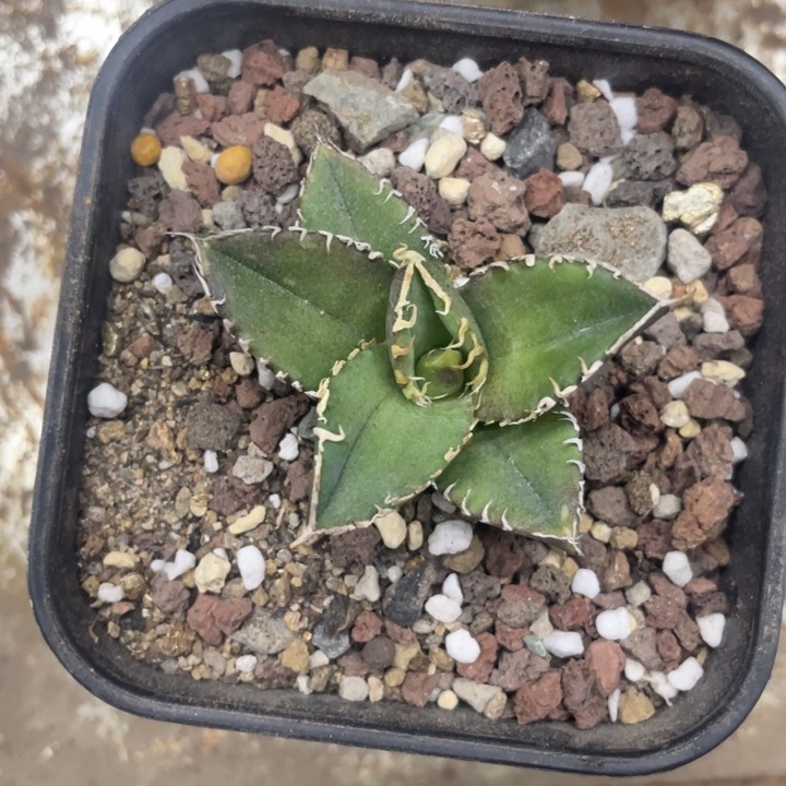 【闪购商品】疯***哥白豪刺。