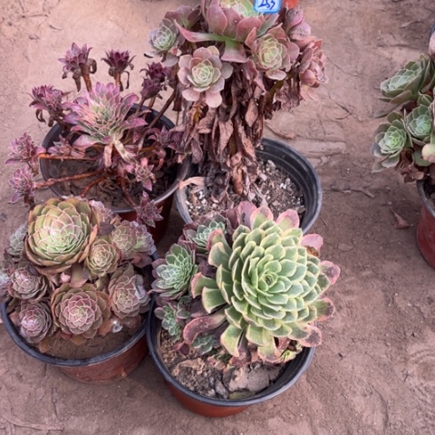 253多肉植物组合，