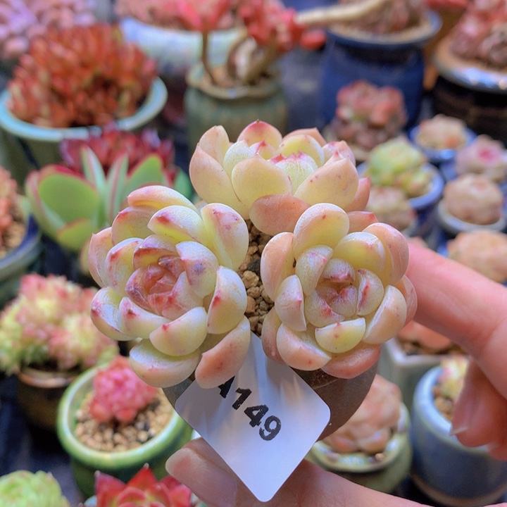 一物一拍含盆土满38包邮A149