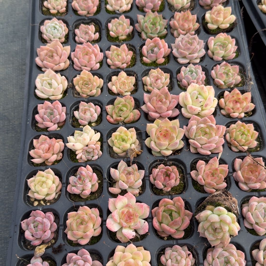 10-26为选育珍妮一盘量拍