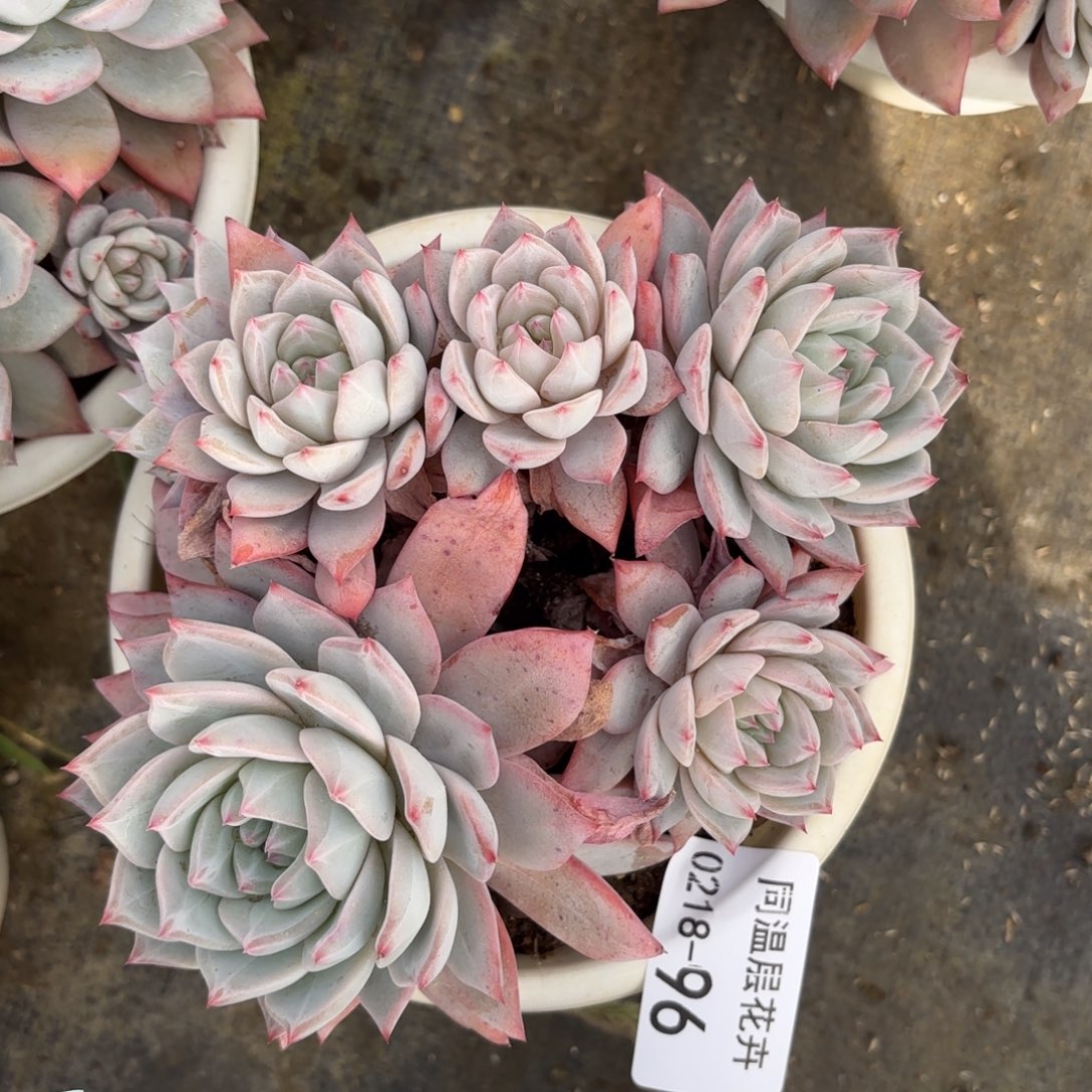 同温层多肉96粉蓝鸟