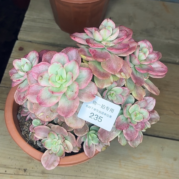 红梅锦群，一物一拍