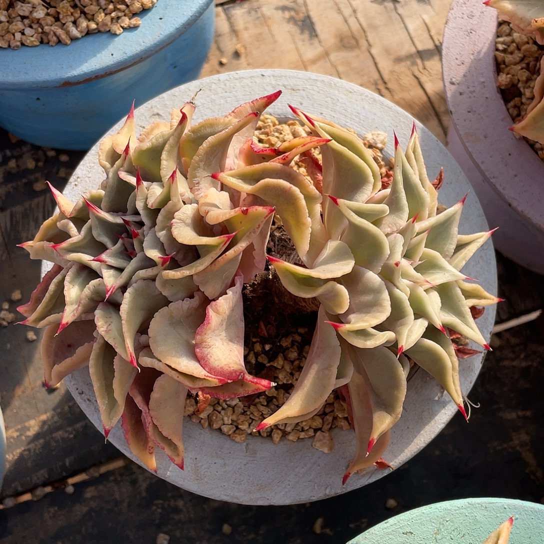 多肉植物一物一拍