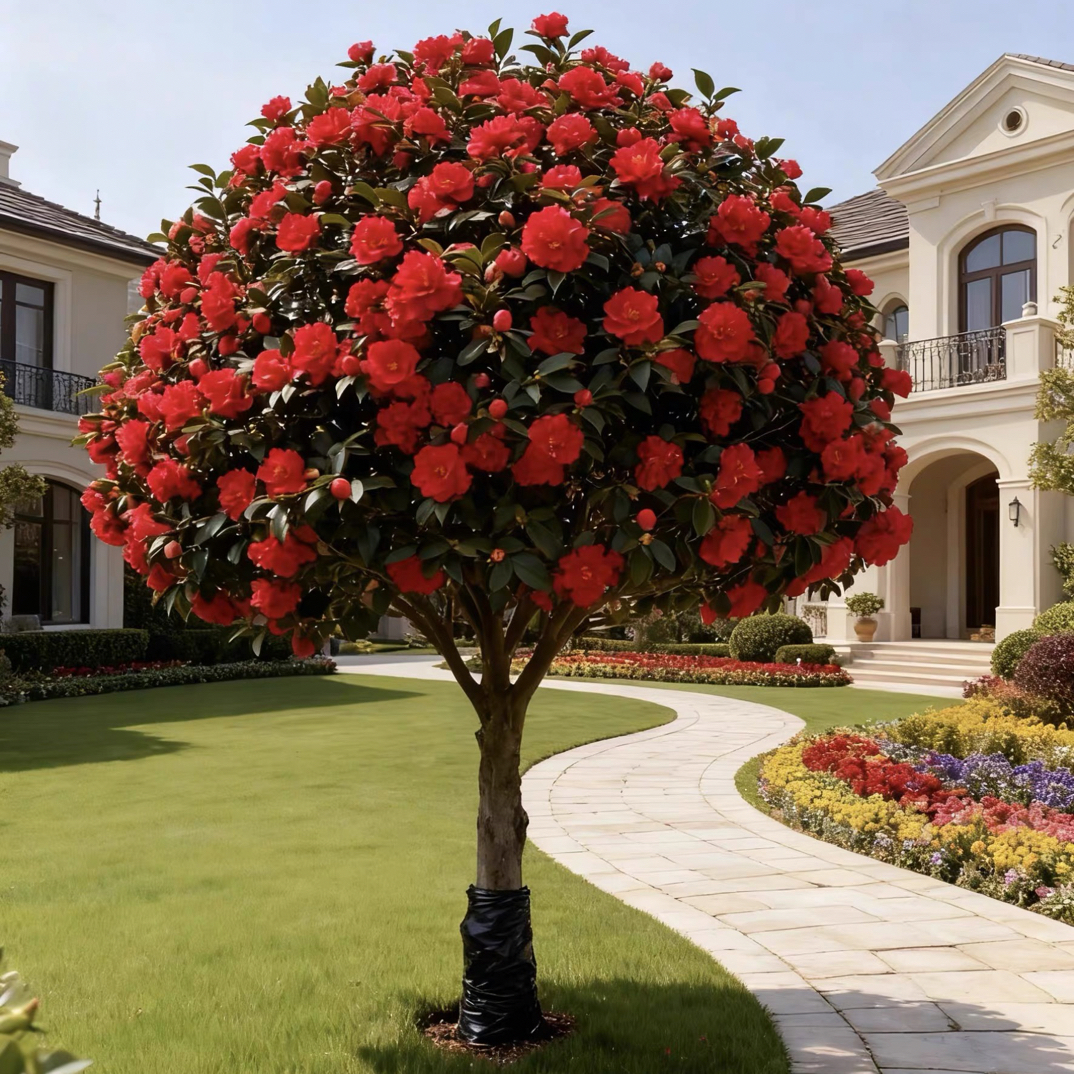 红赤丹茶花盆栽带花苞多季开花室内外好养活绿植花卉原土发货